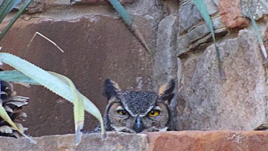 PHOTO BY LAURIE ANDERSON Athena on her nest in 2005.