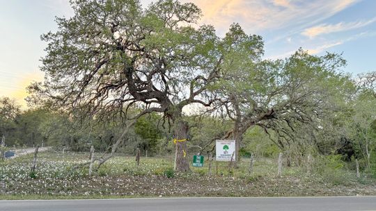 Hays County Commissioners back preservation of historic Kyle tree