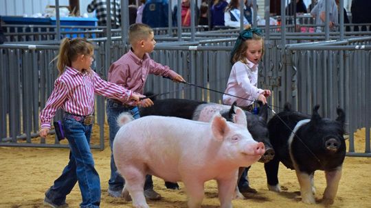 PHOTOS BY LAURIE ANDERSON Youngsters compete for showmanship with their pigs.