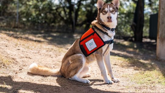 PHOTO BY KIDUS SOLOMON Service Dogs, Inc. is now training psychiatric service dogs.