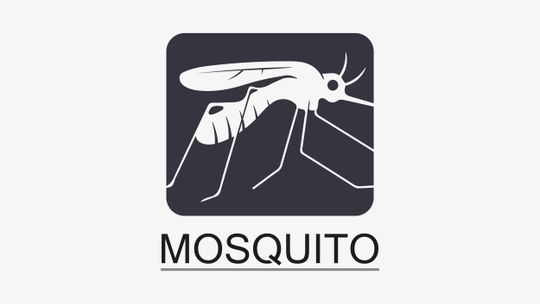 Mosquito season ramps up after recent rains