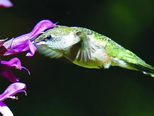 A Rockin’ year with hummingbirds and butterflies