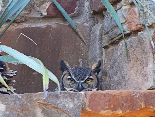 PHOTO BY LAURIE ANDERSON Athena on her nest in 2005.
