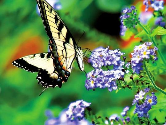 August Lavender Heliotrope sweeping awards across the country