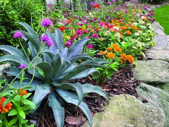 Awards pile up for Truffula Pink Gomphrena