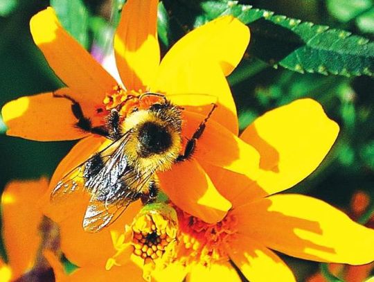 Copper Canyon Daisy will thrill with fragrance