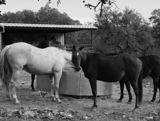 Driftwood sanctuary doesn’t horse around