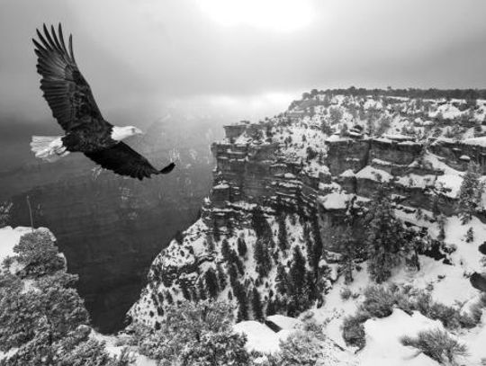 Dripping Life A lesson from Bald Eagles