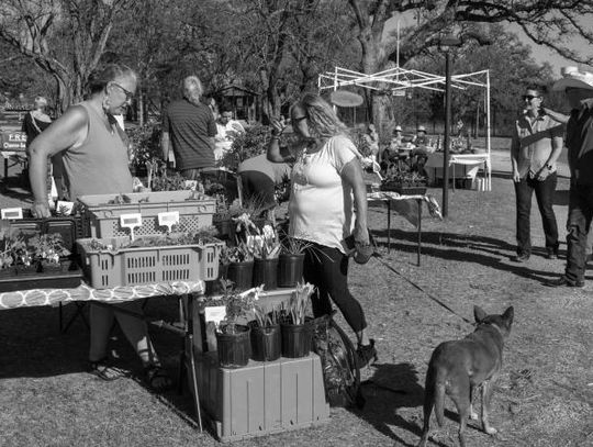 Dripping Springs Farmers Market expands, tests second weekly market