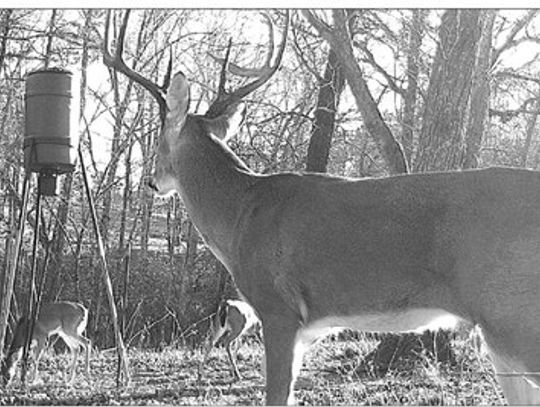 Early fall is a busy time deer hunters, archery and MLD seasons underway