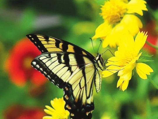 Get your sunny disposition on by planning your garden with ‘Heat It Up’ Blanket Flowers