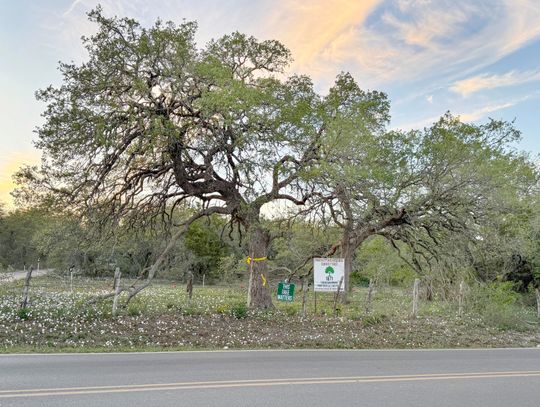 Hays County Commissioners back preservation of historic Kyle tree