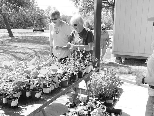 Hays County Master Gardeners Fall Plant & Tree Sale Oct. 16-22