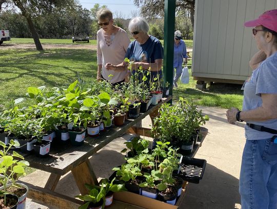 Hays County Master Gardeners will host fall plant & tree sale