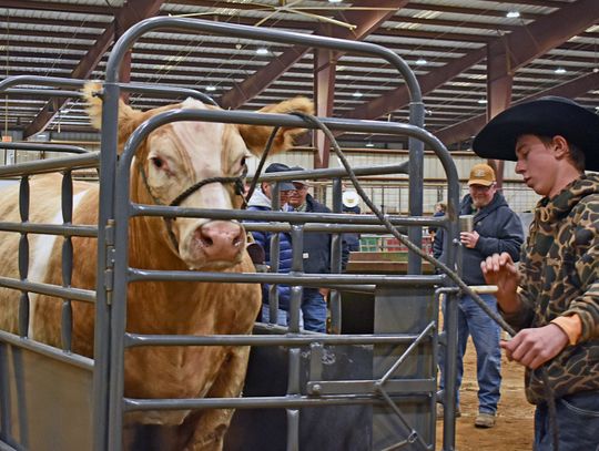 Hays County Youth Livestock Show kicks off this weekend