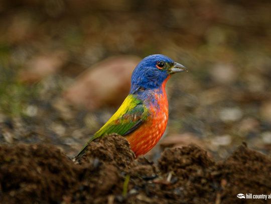 PHOTO BY PHIL ORT ”Painted Bunting” won first runner-up in the contest.