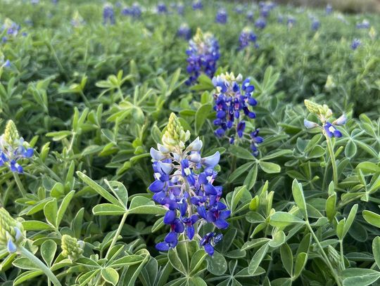 PHOTO BY LAURIE ANDERSON A field of bluebonnets begins to blossom.