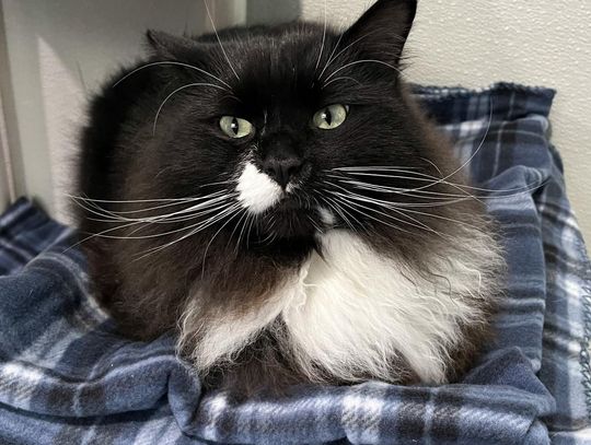 Koala Male Domestic Longhair 3 years old