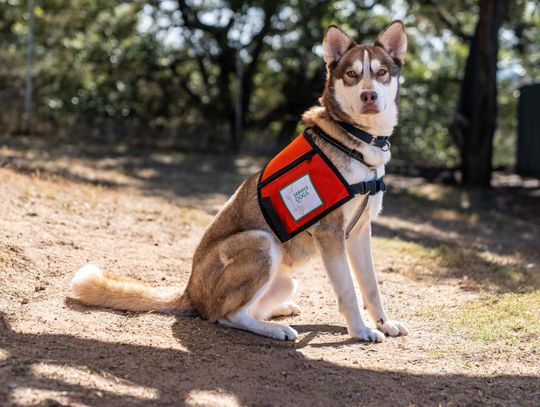 PHOTO BY KIDUS SOLOMON Service Dogs, Inc. is now training psychiatric service dogs.