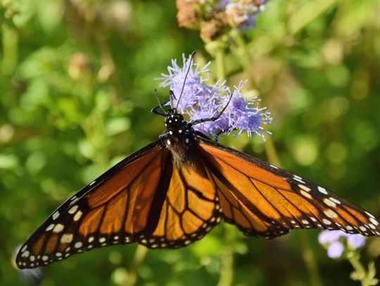 PHOTO BY LAURIE ANDERSON A monarch feeds on mistflower at the Lady Bird Johnson Wildflower Center.