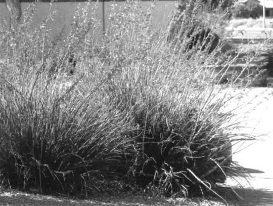 Native perennials a hardy addition to landscapes