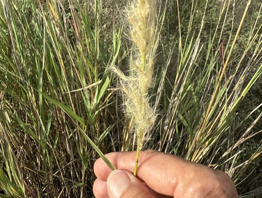 NATURE’S NUANCES