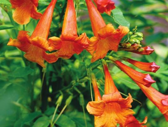 New Chicklet Orange will delight hummingbirds, butterflies