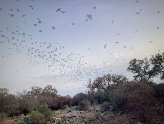 Order of the ‘Flying Hand’ protects people, crops from pests