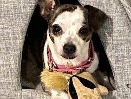 Image Tater (6).jpg (10487438)