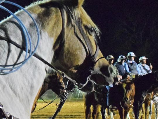 PHOTO BY LAURIE ANDERSON All equine activities at DSRP, including weekly roping, are canceled until Jan. 1.