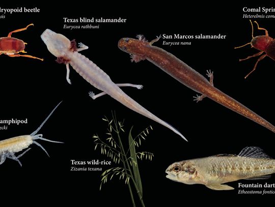 Recovery plan finalized for seven listed species of the Edwards Aquifer in Central, South Texas