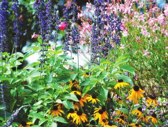 Rockin Playin the Blues Salvia: All About the bees, birds and butterflies