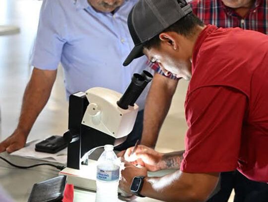 Screwworms arrive in Texas