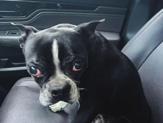 Stolen dog returned, thanks to social media