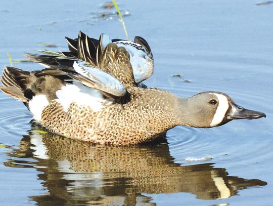 Teal time: Early season underway for 16 days