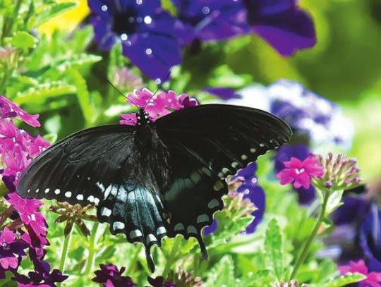 The early butterfly gets the verbena