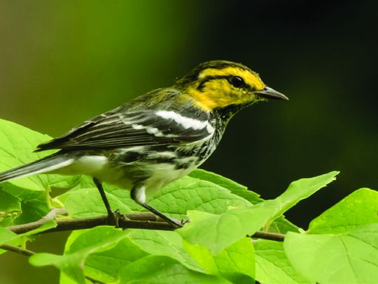 USFWS recommends downgrading status of golden-cheeked warbler