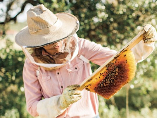 Vista Brewing Hosts Hays Honey Festival in Driftwood on Saturday