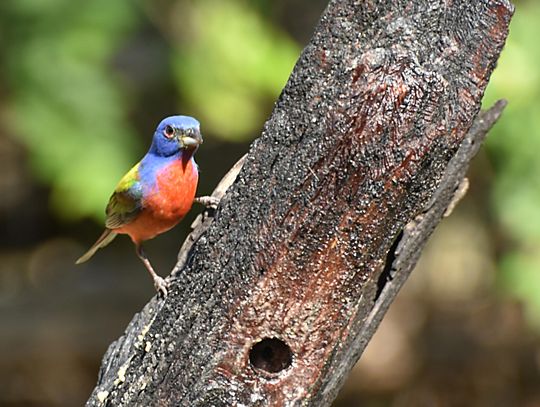 Volunteers needed for Project Feeder Watch