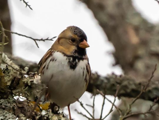 PHOTO BY TOM HAUSLER Harris’s Sparrow.
