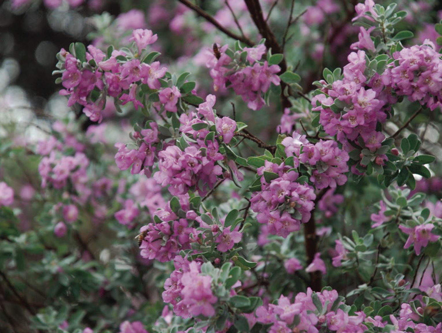 Perfect pinks in bloom thanks to Spring showers
