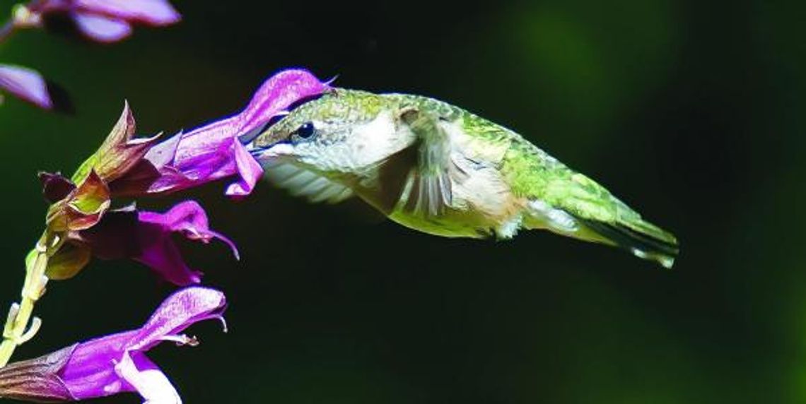 A Rockin’ year with hummingbirds and butterflies