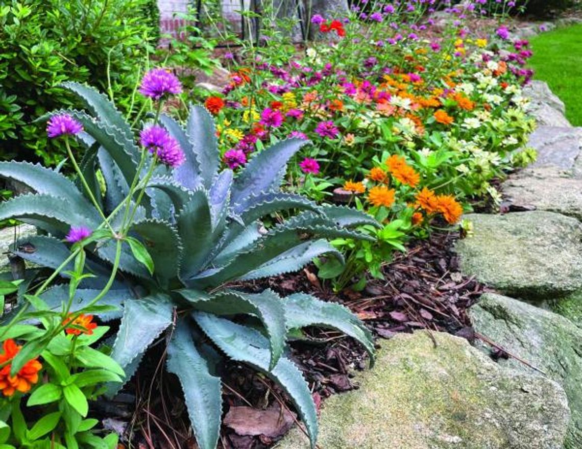 Awards pile up for Truffula Pink Gomphrena