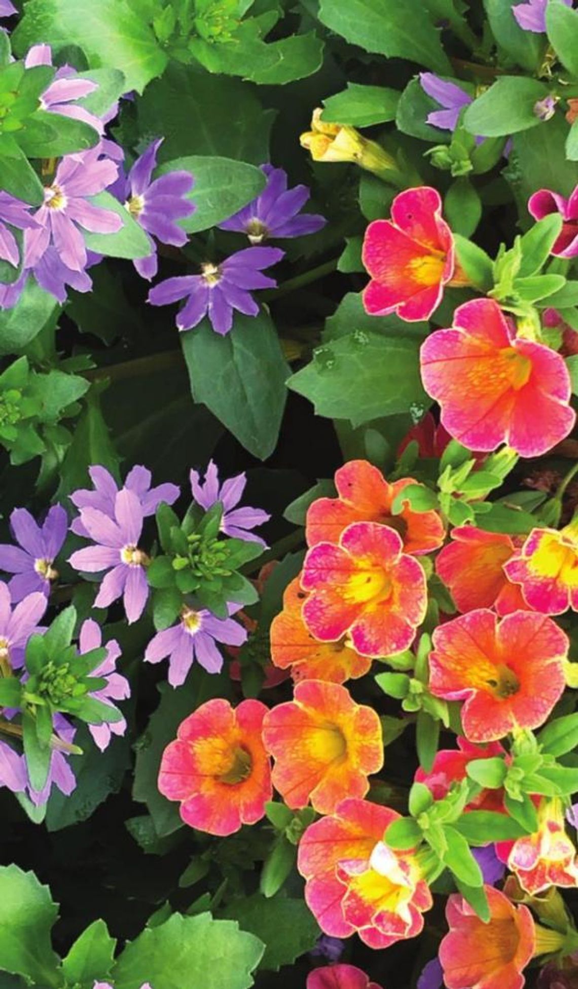 Crush your color combination with Whirlwind Scaevola