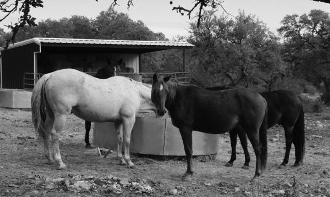 Driftwood sanctuary doesn’t horse around