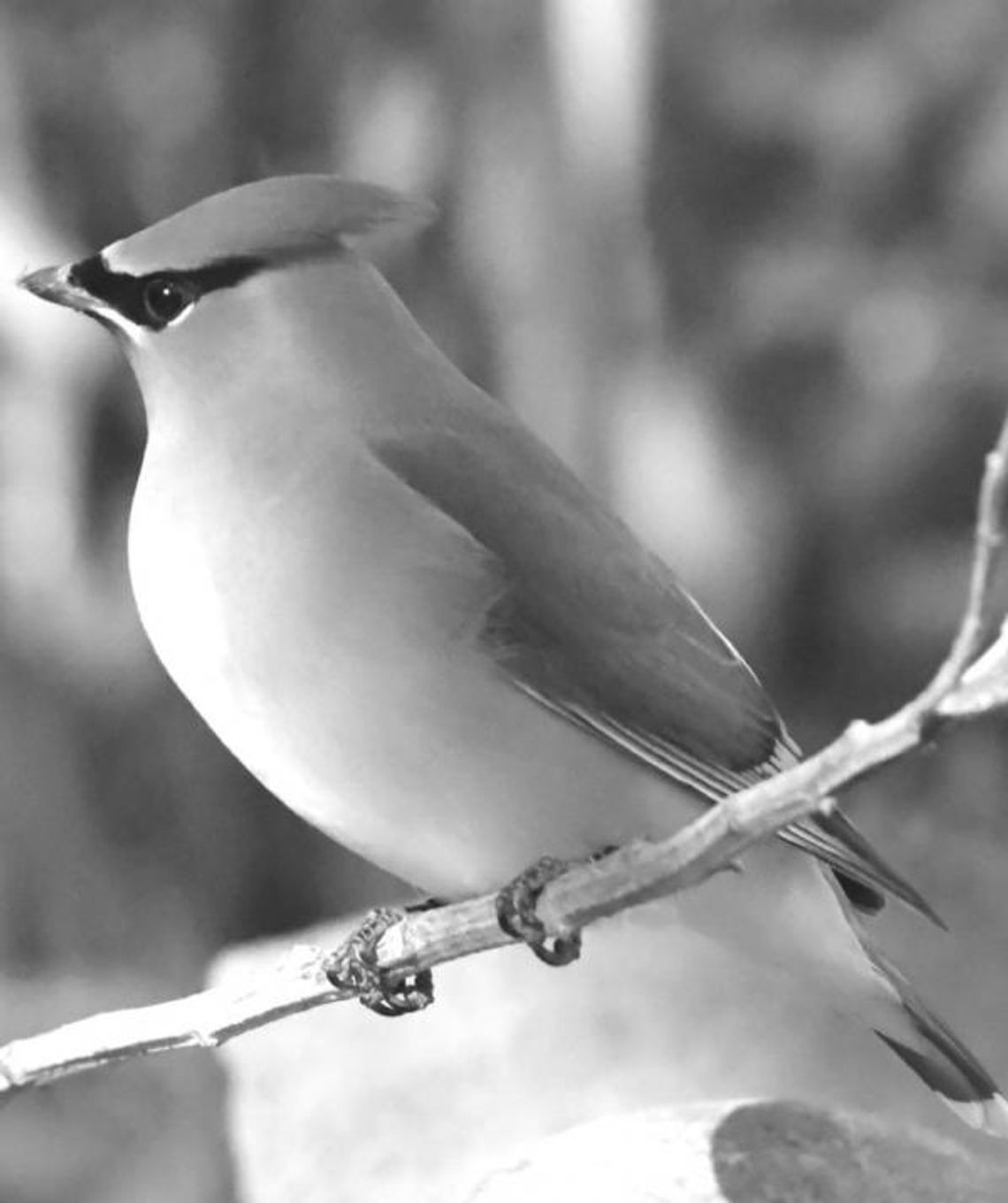 Dripping Springs achieves bird city designation