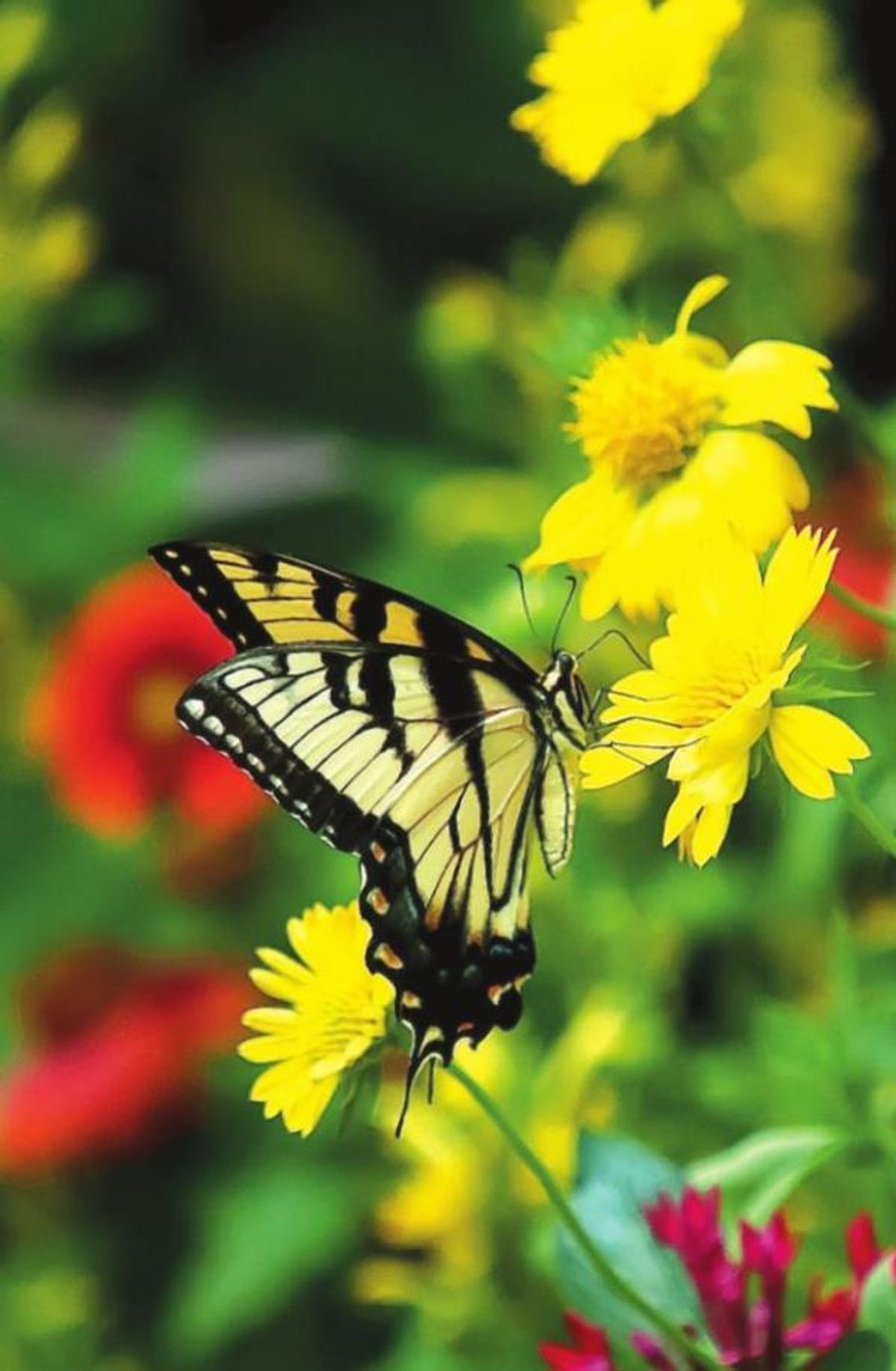 Get your sunny disposition on by planning your garden with ‘Heat It Up’ Blanket Flowers