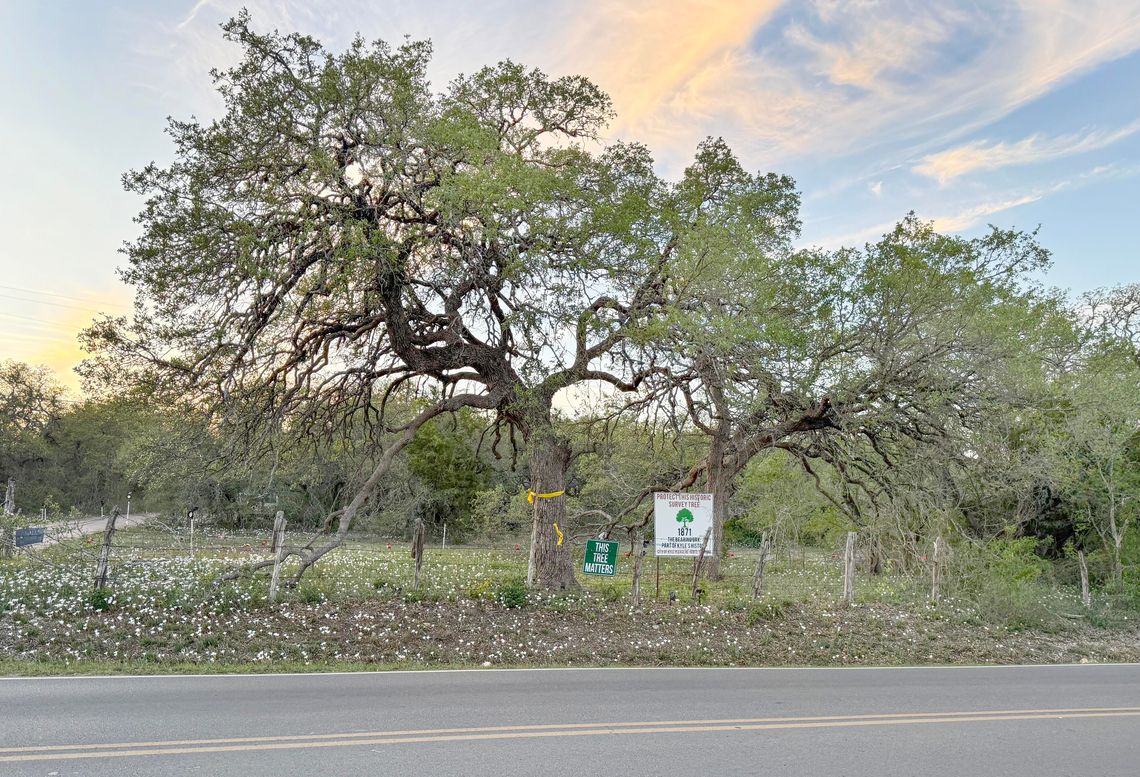 Hays County Commissioners back preservation of historic Kyle tree Hays County Commissioners back preservation of historic Kyle tree
