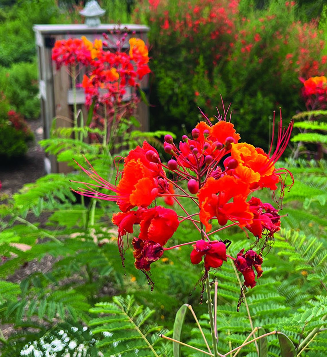 Hays County Master Gardeners to offer Fall training class