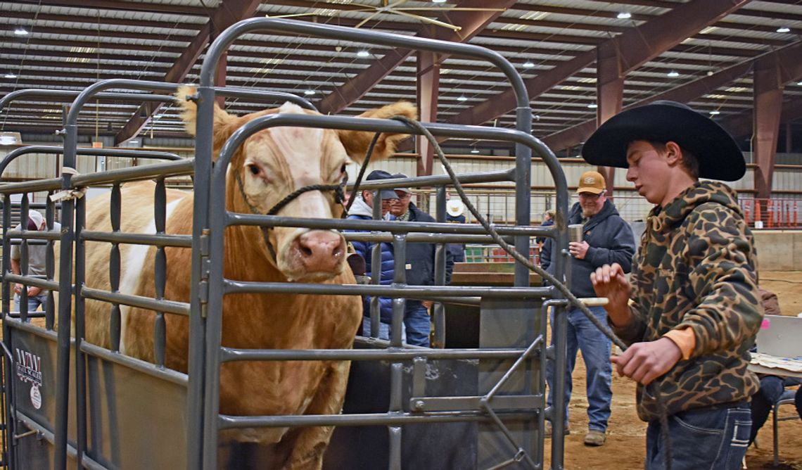 Hays County Youth Livestock Show kicks off this weekend